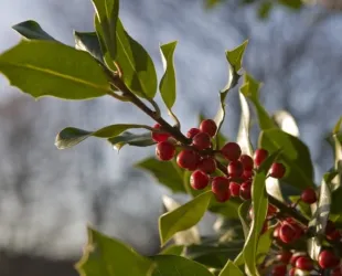 Investimento em tecnologia aumenta eficiência e competitividade da cafeicultura brasileira